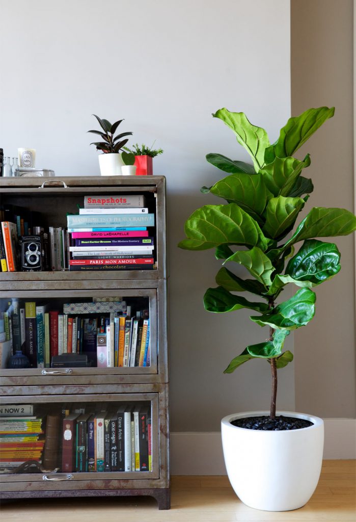 Top 5 Indoor Plants and How to Care for Them Fiddle Leaf Fig-Ficus Lyrata