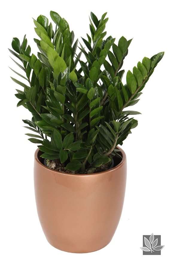 Top 5 Indoor Plants and How to Care for Them Z Z Plant-Zamioculcas Zamiifolia