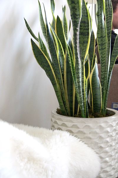Top 5 Indoor Plants and How to Care for Them Snake Plant-Sansevieria Trifasciata