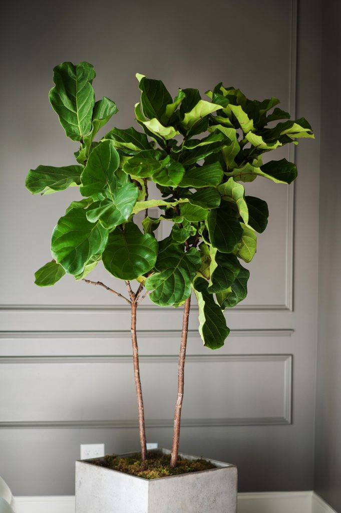 Top 5 Indoor Plants and How to Care for Them Fiddle Leaf Fig-Ficus Lyrata