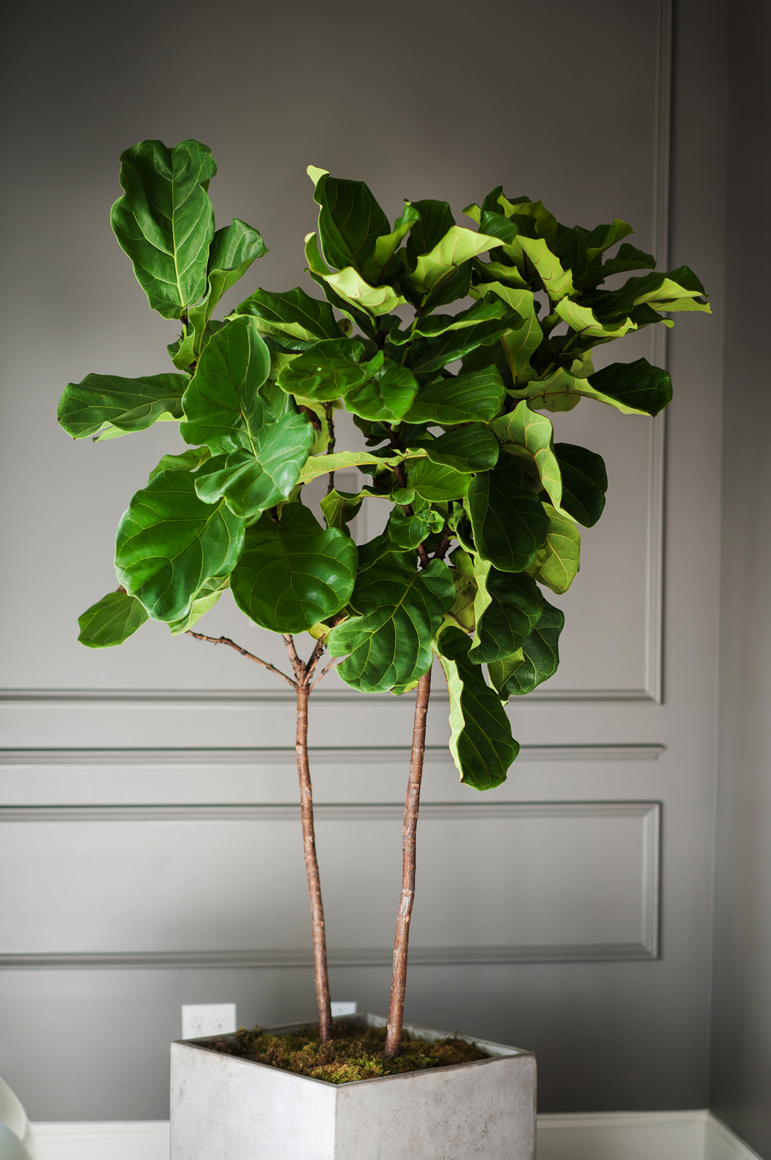 Ficus Lyrata Live Plant Fiddle Leaf Fig Tree Great Indoor Tree 8" Pot Indoor 