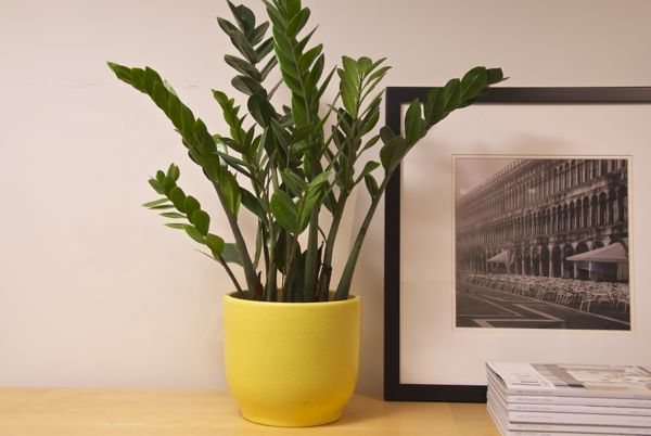 Top 5 Indoor Plants and How to Care for Them Z Z Plant-Zamioculcas Zamiifolia