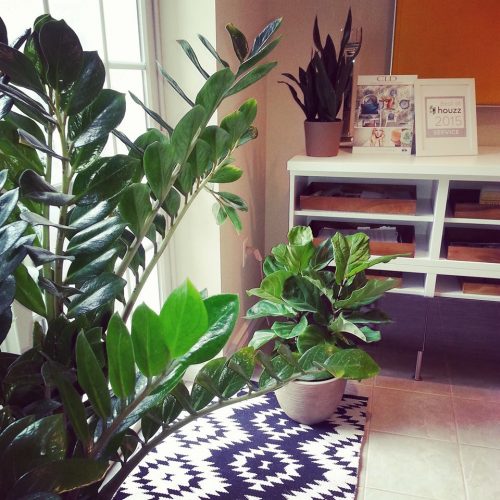 Top 5 Indoor Plants and How to Care for Them