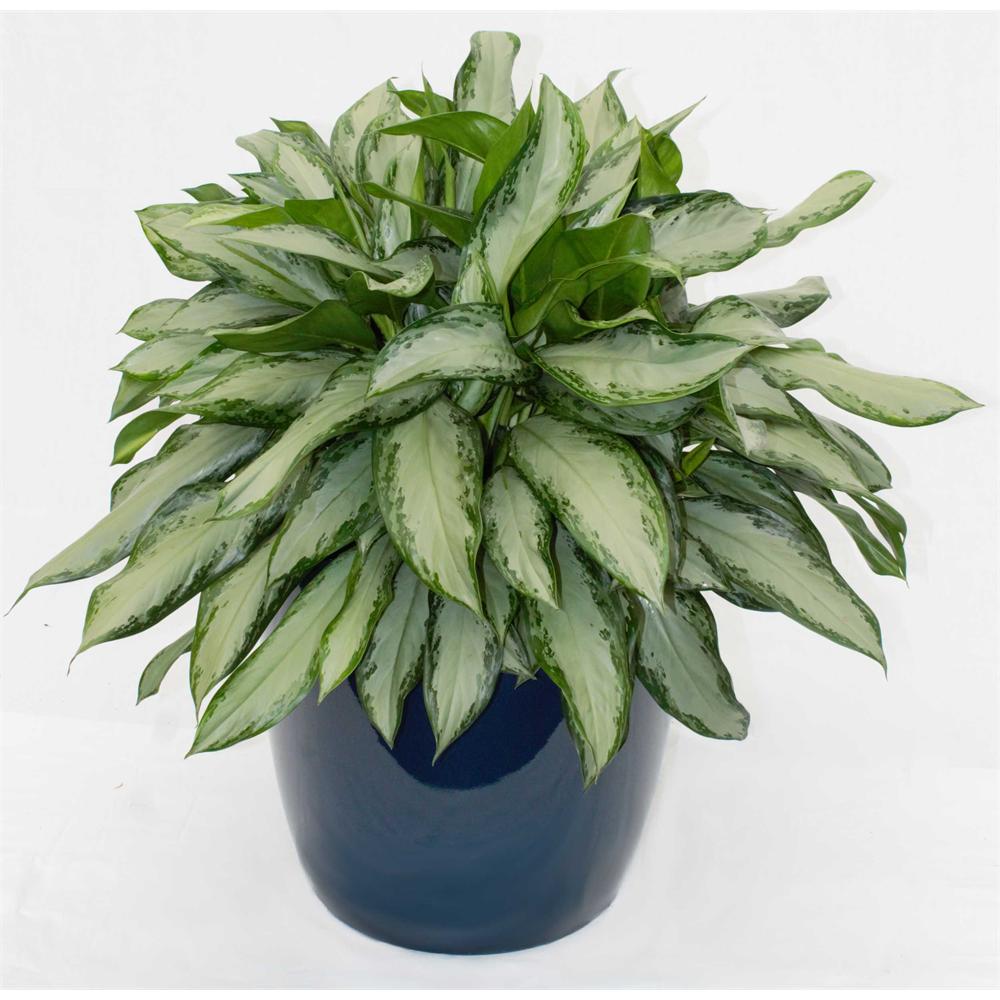 Top 5 Indoor Plants and How to Care for Them Chinese Evergreen- Aglaonema Crispum
