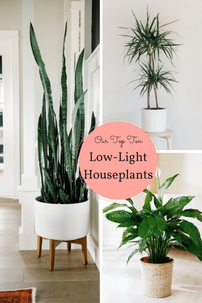 Plantas de interior comunes que requieren poca luz