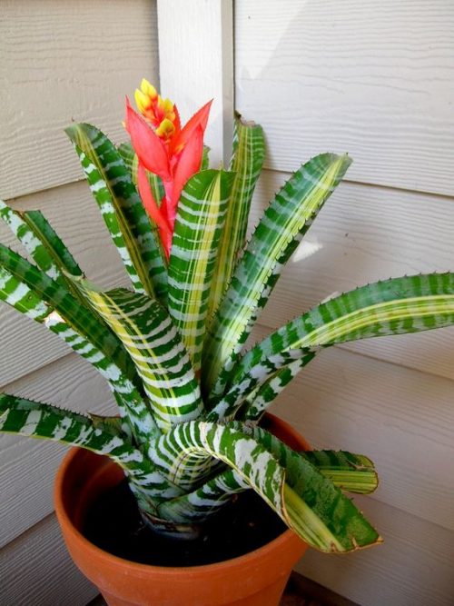 10 Houseplants That Don't Need Sunlight Tips & Inspiration Leedy Interiors