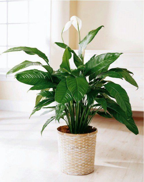 peace-lily Spathiphyllum Houseplants Leedy Interiors NJ Interior Designer NJ