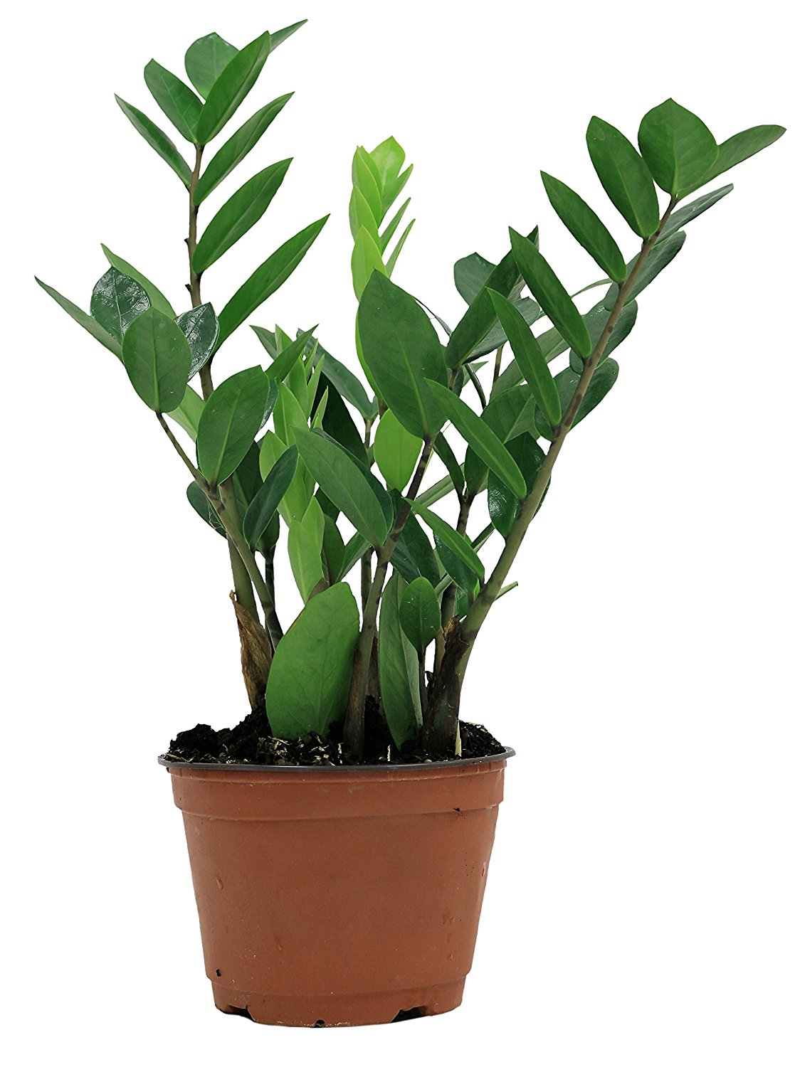  Indoor  Plants  You Can Buy  Online  Our Favorite Amazon Shop 