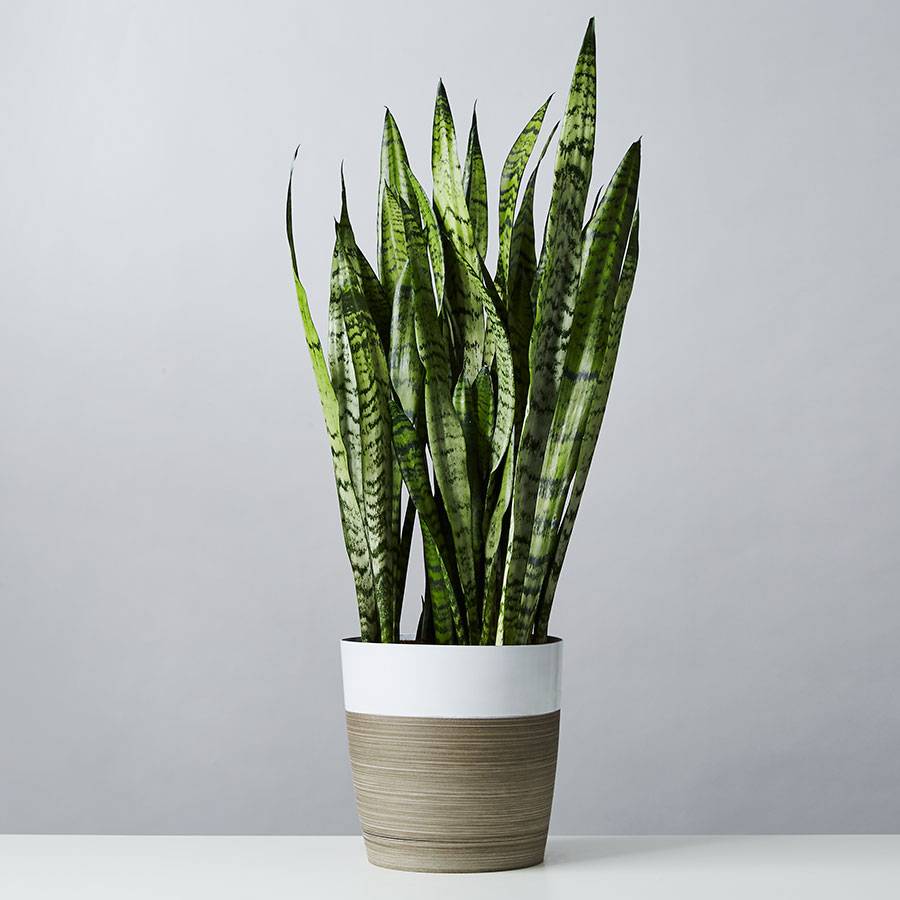 Indoor snake plant in white and tan pot. 