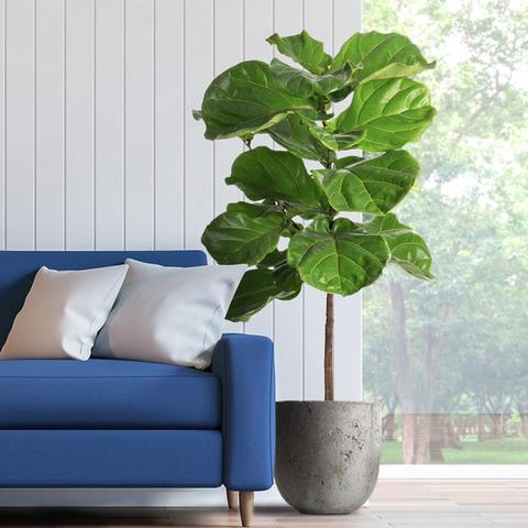 Fiddle Leaf Fig in living room, broad leaves boasting with health benefits.  