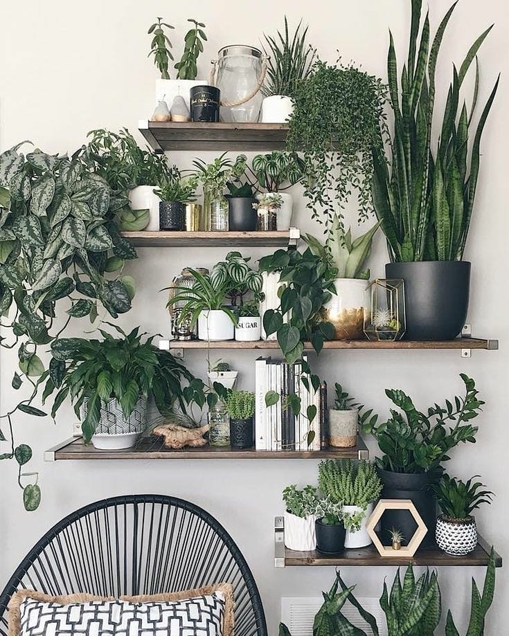 Lots of indoor plants on floating shelves, boasting with health benefits. 