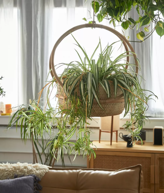 Woven basket with indoor spider plant. 