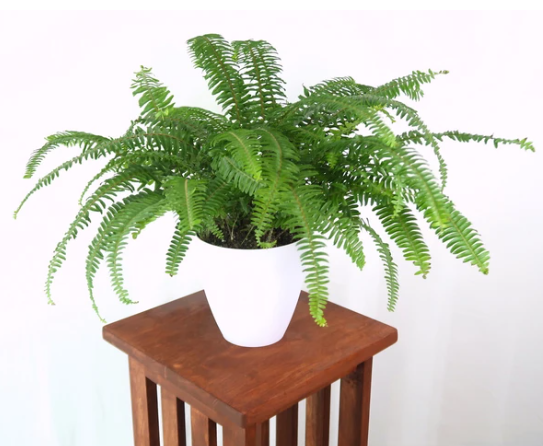 boston-fern-1 - Leedy Interiors