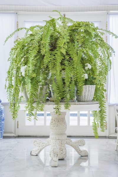 Large indoor boston fern on round table. 
