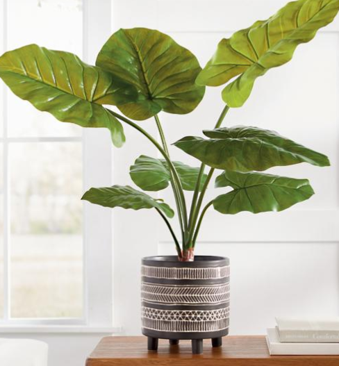 Elephant ear plant in tribal patterned pot on table. 