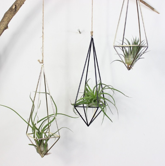 Indoor house plant tillandsia hanging in geometric holders, boasting with health benefits.